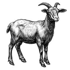 Detailed sketch of a goat in vintage print style