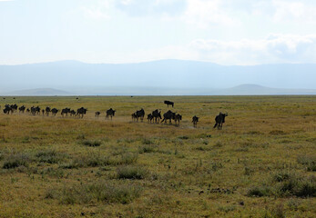 Gnuherde auf Wanderschaft