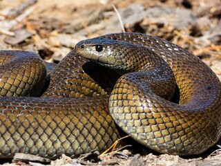Fototapeta premium Coiled snake with detailed scales.
