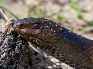 Fototapeta premium Close-up of a snake's head with textured scales.