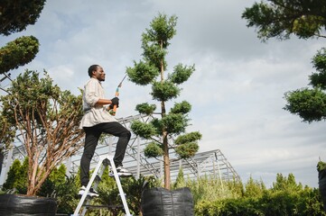 A young african american gardener cuts a tree with scissors. Gardening and tree shop concept