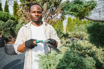 A african american young gardener cuts a tree with scissors. Gardening and tree shop concept