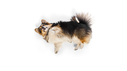 Obraz premium Tricolor Welsh Corgi Pembroke raising paw while laying with focused gaze against white background. Concept of intelligent dog tricks, comfort behavior, vet training routine.