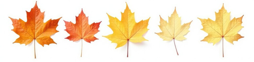 Fototapeta premium Simple maple leaf isolated against bright white background with veins, tree, botanical