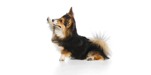 Tricolor corgi sitting with raised paw and tongue out facing forward against white background. Concept of dog interaction, health training, playful obedience, veterinary wellness care.