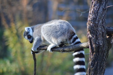 ring tailed lemur © Zuzana