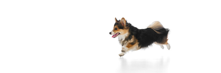 Banner. Dynamic photo of energetic tricolor corgi jumping mid-air with joyful expression on white studio background. Concept of pet agility, active lifestyle, health, canine food, veterinary care.