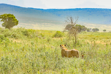 Löwin auf dem Weg in die Berge © codo97