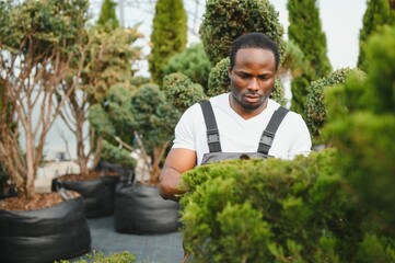 African american Garden worker trimming trees with scissors. garden shop
