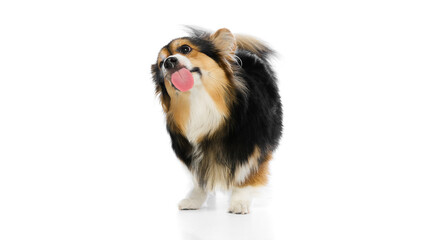 Tricolor corgi leaping forward with tongue out in full motion on white studio background. Concept of athletic health, pet freedom, home dog care, playful energy, grooming vitality.