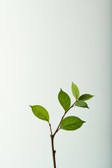Single branch with delicate leaves against white background, branch, nature, leaf