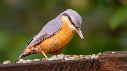Eurasian nuthatch (Sitta europaea) with seeds in its beak