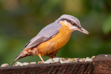 Eurasian nuthatch (Sitta europaea) with seeds in its beak