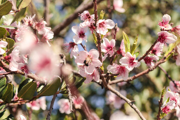 pink cherry blossom. Pink and white flowers . Spring in the garden. Blooming fruit trees	