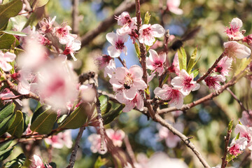 Pink and white flowers . Spring in the garden. Blooming fruit trees	