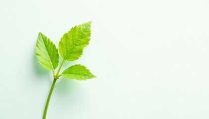 Fototapeta premium Single, delicate sapling, vibrant green leaves against pure white , tiny, illustration