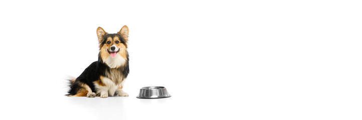 Banner. Purebred dog, Corgi sitting with tongue out beside empty food bowl against white studio background. Concept of feeding care, happy pet, healthy diet, nutritional balance, veterinary service.