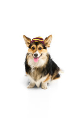 Portrait of purebred Corgi wearing tiny striped cap sitting calmly against white background. Concept of pet fashion, grooming session, dog wellness, happy animal, relaxed mood, domestic pet character.