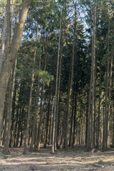 Green pine forest with trunk details visible