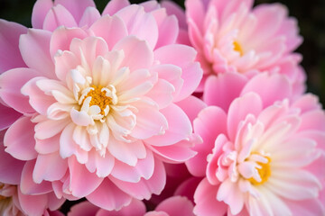 Fototapeta premium bunch of pink and white peonies in a vase