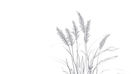 Fototapeta premium Sketch of swaying grasses against white background