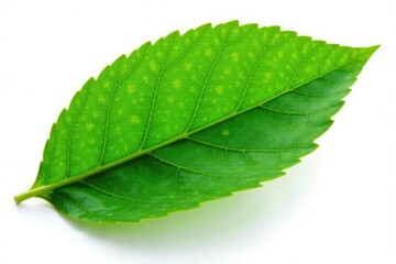 Obraz premium Single leaf isolated against white background, botanical, green