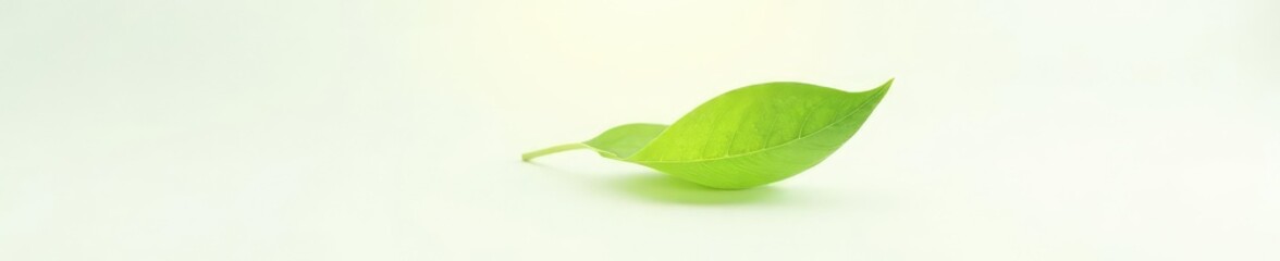 Obraz premium Single leaf isolated on white background with subtle light rays, plant, leaf