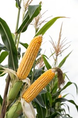 corn on the cob isolated on white