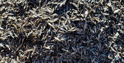 Pile of Small Dried Fish Packed Together: A dense stack