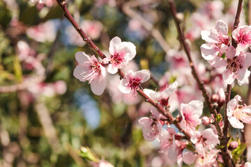 Spring in the garden. Flowering fruit trees