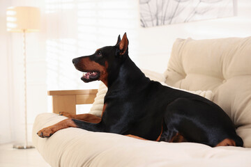 Adorable Doberman resting on sofa at home