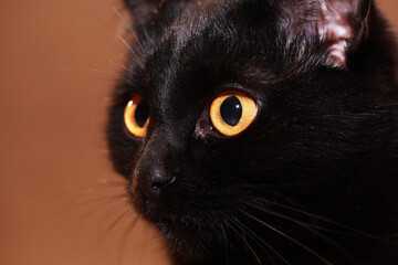 Nice Black Cat