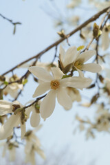 春に咲くコブシの花