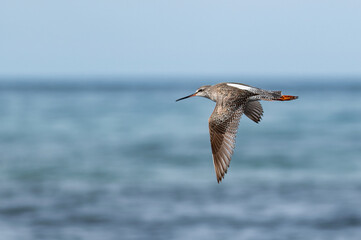 Shorebird in flight over calm sea with wings fully extended