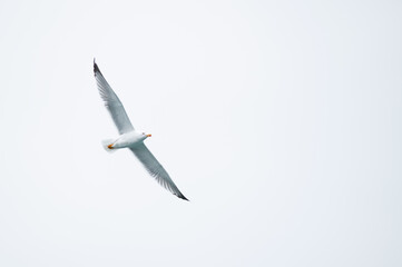 Seagull soaring with wings spread against overcast sky