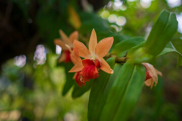 Stunning orchids in full bloom take center stage at the Kuala Lumpur Botanical Garden, showcasing vibrant colors, intricate details, and natural elegance in a lush tropical setting.