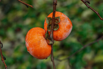 Persimmon fruits on a tree in nature. Fresh persimmon fruits, ripe on the trees on the branches. Juicy persimmon fruits. Persimmon on a tree, a fruit grown in the mountains of the Caucasus. 
