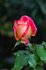 A blooming rose on a blurred background of green foliage. A red and yellow rose flower on a background of green foliage. A yellow rose flower blooming in the garden. The concept of Valentine's Day.