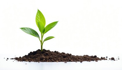 Small, vibrant green sapling isolated on bright white, isolated, agriculture