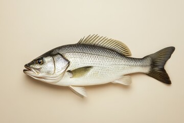 Fototapeta premium Detailed view of a silver and black striped fish laying flat