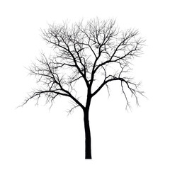 Silhouette of a leafless tree against a stark Transparent background, Silhouette a large leafless tree, isolated on a PNG background