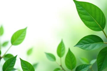Leafy greens isolated against a crisp white background, simplicity, serene
