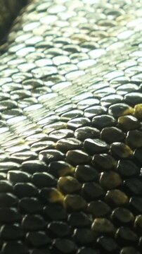 Closeup shot of the living Burmese python skin, beautiful texture. Vertical footage.