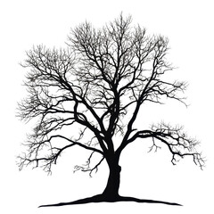 Lonely large leafless tree silhouette on a plain Transparent background in winter, Silhouette a large leafless tree, isolated on a PNG background