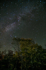 森の木々の上の美しい夜空の星の煌めきと天の川。