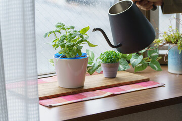 スイートバジルを室内で育てる