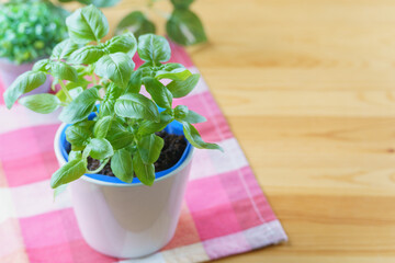 スイートバジルを室内で育てる