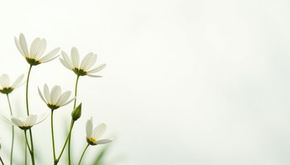 Fototapeta premium Delicate white wildflowers against a pure white backdrop , blossom, floral, pastel