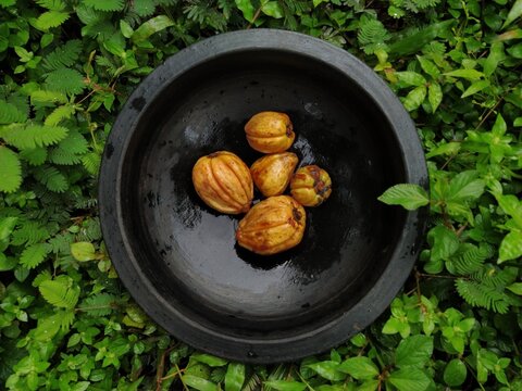 Close-up of ripe Garcinia cambogia fruits, locally known as kodampuli in Kerala, India. Also called Malabar tamarind or brindle berry, this tropical fruit is commonly used in South Indian cuisine and 