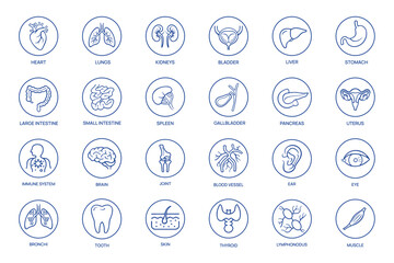 Set of Human Organ Icons Representing Various Body Parts. Lungs, Kidneys,Pancreas, Thyroid, Uterus, and More 